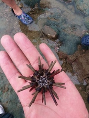 Eucidaris thouarsii