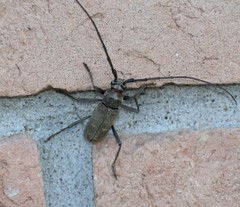 Susuacanga stigmatica