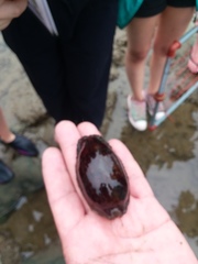 Macrocypraea cervinetta