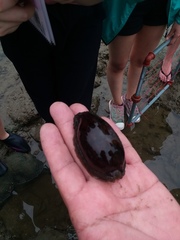 Macrocypraea cervinetta