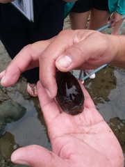 Macrocypraea cervinetta