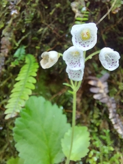 Jovellana sinclairii