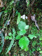 Jovellana sinclairii