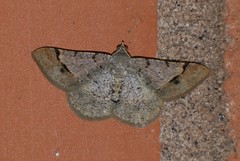 Frederickia flaviterminata