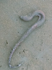 Gymnothorax equatorialis