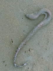 Gymnothorax equatorialis