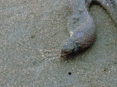 Gymnothorax equatorialis