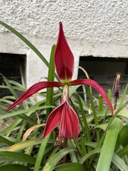 Sprekelia