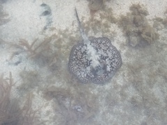 Urobatis tumbesensis