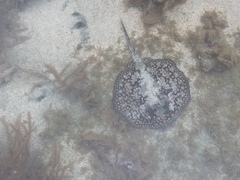 Urobatis tumbesensis