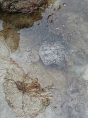 Urobatis tumbesensis