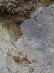 Urobatis tumbesensis