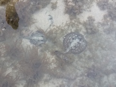 Urobatis tumbesensis