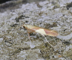 Caloptilia packardella