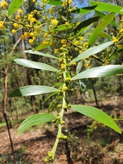 Acacia complanata