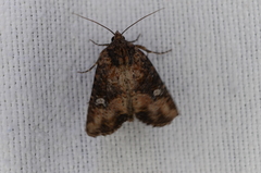 Mesapamea fractilinea