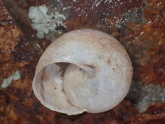 Helminthoglyptini