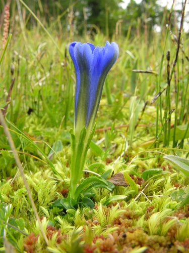 Gentiana grandiflora