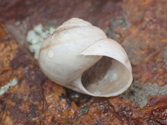 Helminthoglyptini