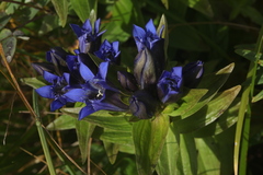 Gentiana dschungarica