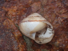 Helminthoglyptini