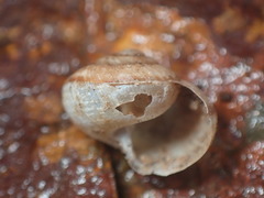Helminthoglyptini