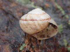 Helminthoglyptini