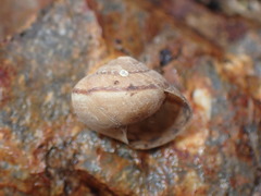 Helminthoglyptini
