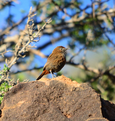 Euryptila subcinnamomea