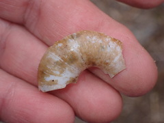 Glyptostoma newberryanum