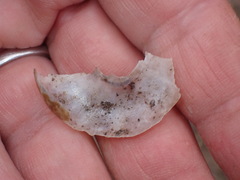 Glyptostoma newberryanum