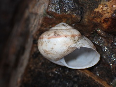 Helminthoglyptini