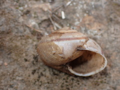 Helminthoglyptini