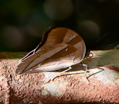 Archaeoprepona chalciope