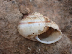 Helminthoglyptini
