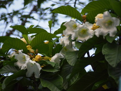 Beaumontia grandiflora