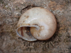 Helminthoglyptini