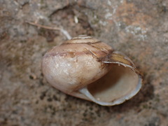 Helminthoglyptini