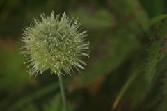 Allium flavidum