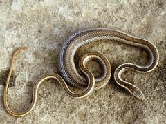 Pseudalsophis thomasi