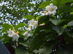 Beaumontia grandiflora