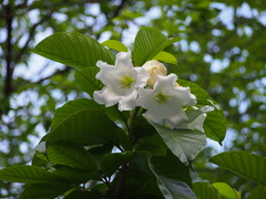 Beaumontia grandiflora