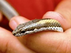 Pseudalsophis thomasi