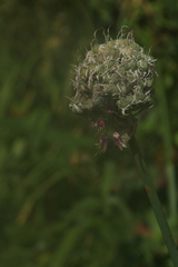 Allium senescens glaucum