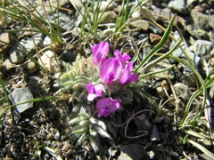Oxytropis pumila