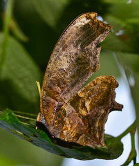 Consul fabius drurii