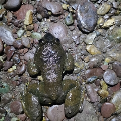 Limnonectes bannaensis