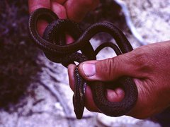 Pseudalsophis dorsalis