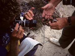 Pseudalsophis dorsalis