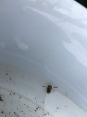 Corixoidea